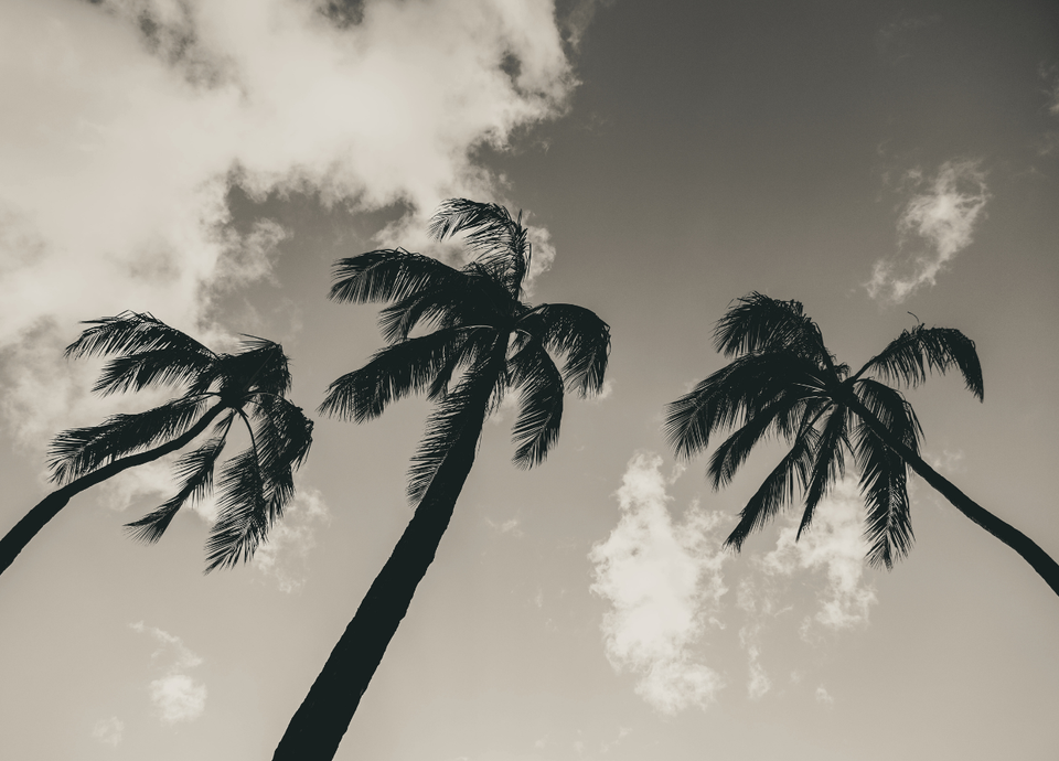 plumage in the breeze